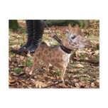Gihuahua Postcards