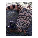 Gila Monster Post Card