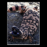 Gila Monster postcards