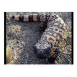 Gila Monster Post Cards