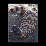 Gila Monster postcards