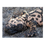 Gila Monster Postcard