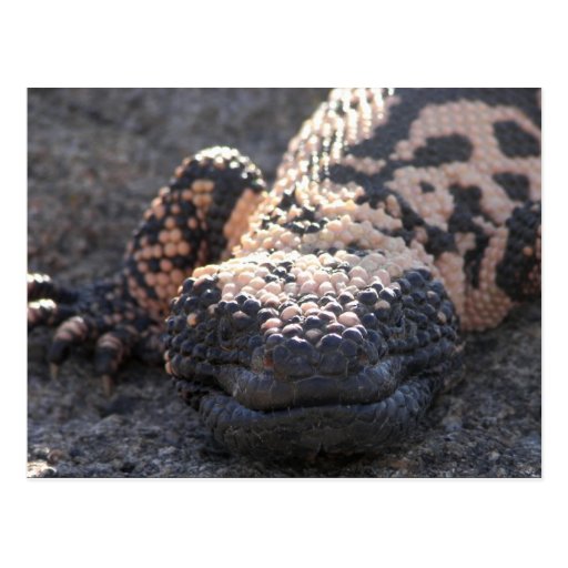 Gila Monster Postcards