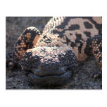 Gila Monster Postcards
