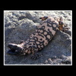 gila monster posters
