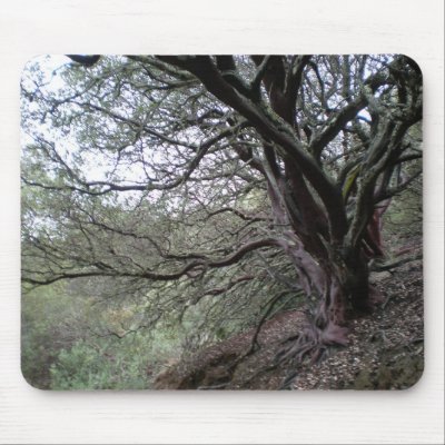 Gilroy Hot Springs - manzanita tree - mousepad by FriendsOfGHS