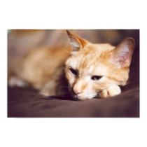Ginger Cat posters