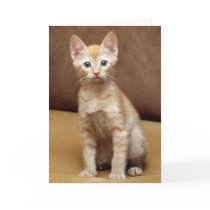 Ginger Couch Card