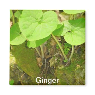 Ginger Early Spring Wildflower Magnet magnet