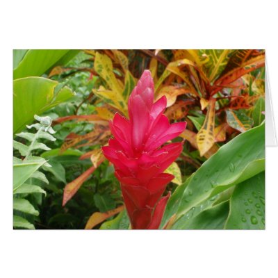 Ginger Flower Card
