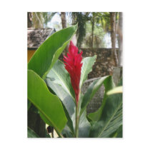 Ginger Flower Postcard
