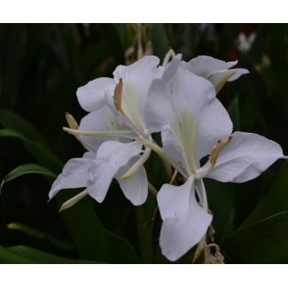 Ginger Lily-0105 mousepad