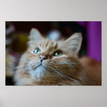 Ginger Tabby Print