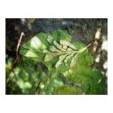 Gingko and broken leaf collage - Print by GardenDelightsArts Gingko and broken leaf collage - Print