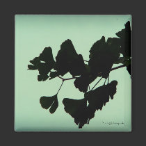 Gingko - backlit against the sky magnets