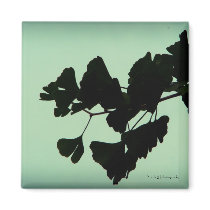 Gingko - backlit against the sky magnets