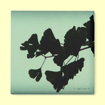 Gingko - backlit against the sky magnets