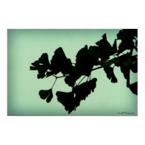 Gingko posters