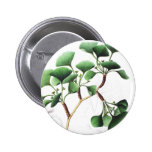 Ginkgo biloba - pinback button