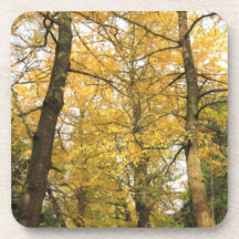 Ginkgo biloba trees beverage coaster