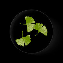 Ginkgo Leaves buttons