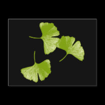 Ginkgo Leaves postcards