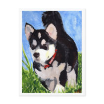 Gino, Malamute of Alaska
