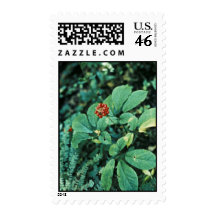 Ginseng ( American ) Postage