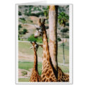 GIRAF_BACK cards