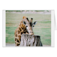 GIRAF_CHIN card