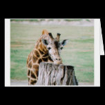 GIRAF_CHIN GREETING CARDS