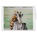 GIRAF_CHIN cards by christellewiggins GIRAF_CHIN cards