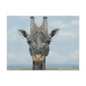 Girafe in Kenya postcards