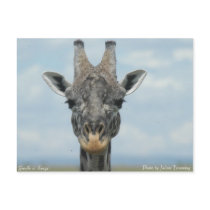 Girafe in Kenya postcards by ntrimming Girafe in Kenya postcards