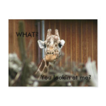 Giraff, You Lookin at me? postcards
