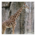 Giraffe 3 posters by Trinityjae Giraffe 3 posters