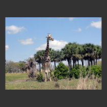 Giraffe 4 posters