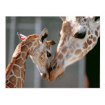 Giraffe and Baby postcard