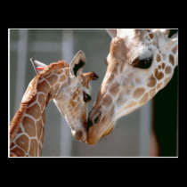 Giraffe and Baby postcard postcards