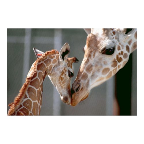 Giraffe and Baby print print