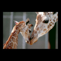 Giraffe and Baby print posters