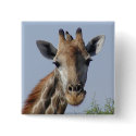 Giraffe and oxpecker Button