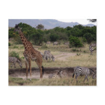 giraffe and zebra postcards