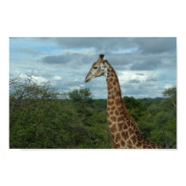 Giraffe at Dusk posters by brendo32 Giraffe at Dusk posters