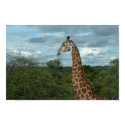 Giraffe at Dusk posters by brendo32 Giraffe at Dusk posters