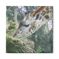 Giraffe at lunch magnets by minx267 Giraffe at lunch magnets