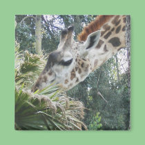 Giraffe at lunch magnets