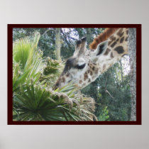 Giraffe at Lunch Posters