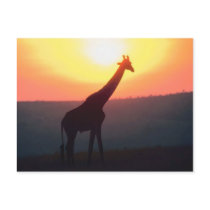 Giraffe at Sunset postcards
