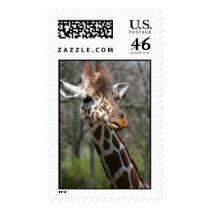 Giraffe at Zoo postage
